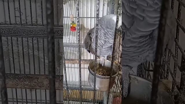 Кот Арти и жако Гриша разговаривают смотреть онлайн