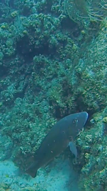 Grand Cayman Teaser #shorts смотреть онлайн
