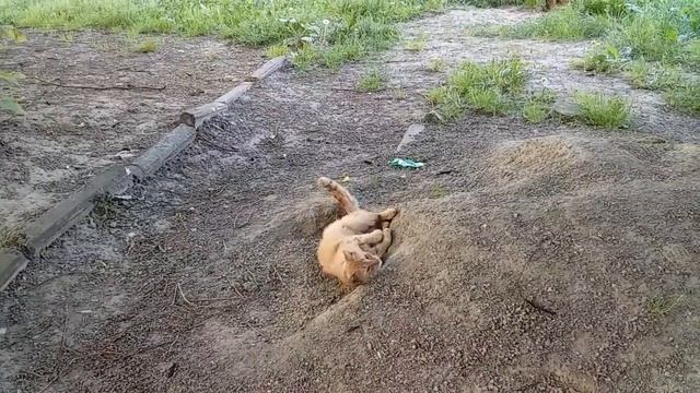 Кошечка так вертела своим телом а я наблюдал за этим | Кошки и коты Кошачий влог Кошачьи будни смотреть онлайн