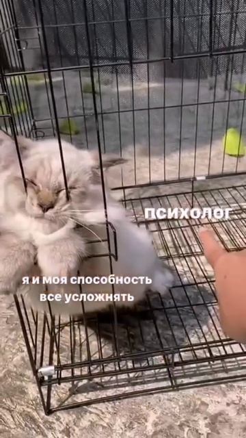 Психолог и клиент