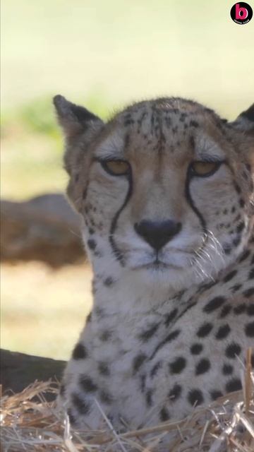 Big Cat Cheetah #cats #cheetah #shorts #bigcats #viral #short #life #biology #animals смотреть онлайн