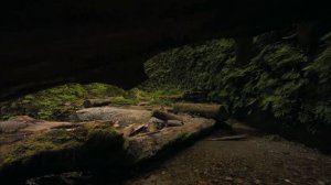 АСМР Звуковая медитация. Погружение в лес. Звуки природы и птиц