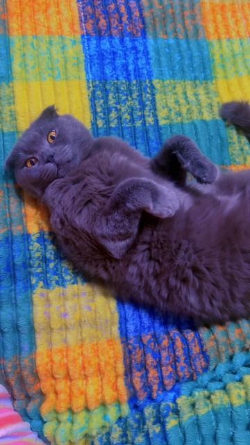 🔴КОТ СМОКИ🔴 смотреть онлайн