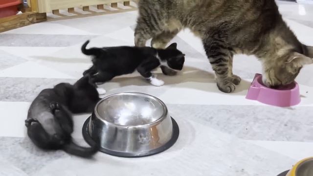 Big cat becomes popular among mischievous tiny kittens who are not related by blood смотреть онлайн