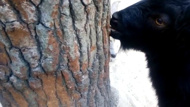 Кто съел кору короед?😉 смотреть онлайн