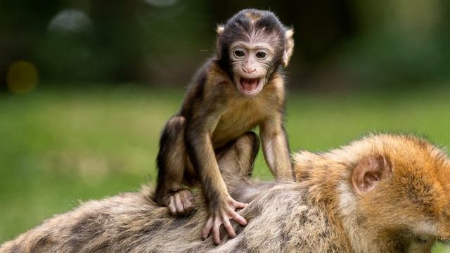 Monkey sound effect, cutest baby monkey sound, best monkey voice, funny little monkey baptised, fre смотреть онлайн