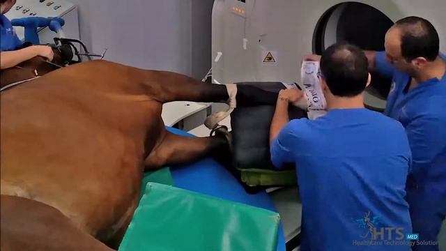 Pegasus Horse Table for Vet CT exams смотреть онлайн