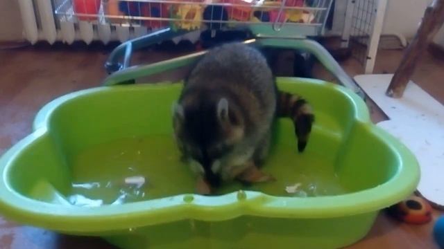 Playful raccoon in house jumps and running. New funny raccoon video. Домашний енот смешное видео смотреть онлайн