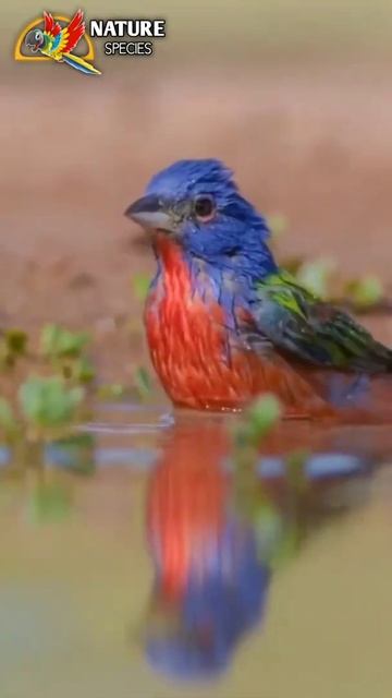 Painted bunting male bird 😍😍 || Natural species смотреть онлайн