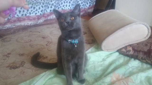 Сумасшедшая кошатница 1. Кошка любит играть! смотреть онлайн