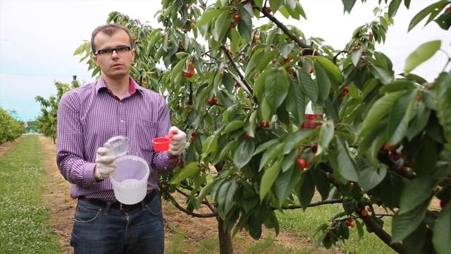 Jak monitorować Drosophila Suzukii смотреть онлайн