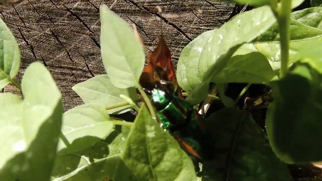 タマムシ/Chrysochroa fulgidissima 17_200822_ガイコツ山 смотреть онлайн