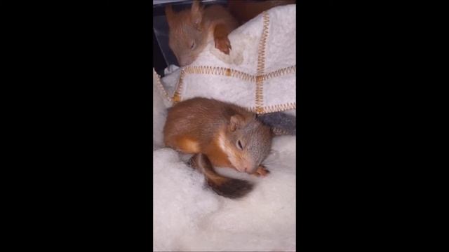 бельчонок с пневмонией издаёт звуки / Baby Squirrel With Pneumonia Makes Bad Sounds
