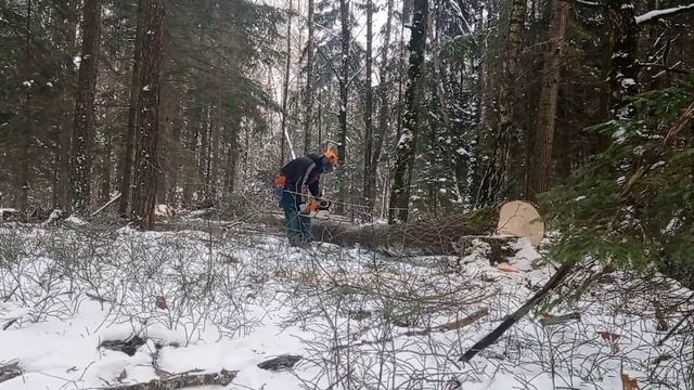 Расщепило осину // Срезал одну - упало две // Валка леса // Stihl Ms361
