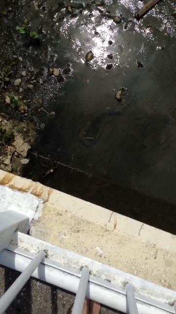 Змеи Сочи смотреть онлайн