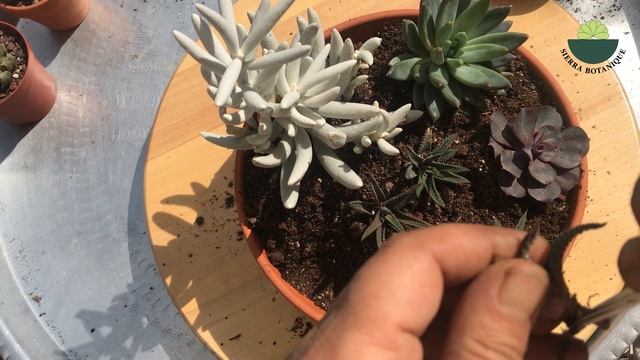 EVDE SUKULENT ARANJMAN YAPIMI / Püf Noktaları /Haworthia vb Çiçeklerinden Evde Hediyelik Yapımı смотреть онлайн