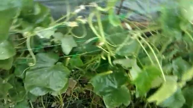 Спасение огурцов! часть 5 смотреть онлайн