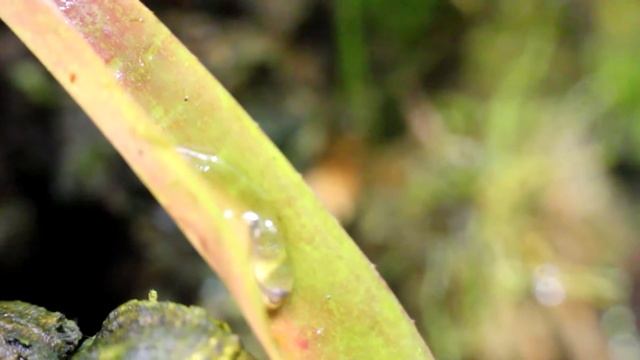 Oophaga Pumilio 'San Cristobal' смотреть онлайн