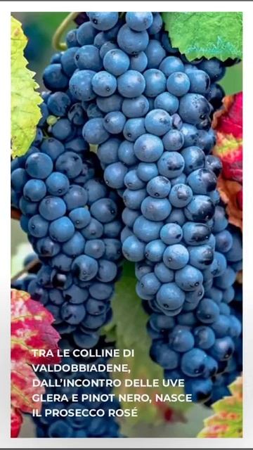 Hera Prosecco Rosè смотреть онлайн