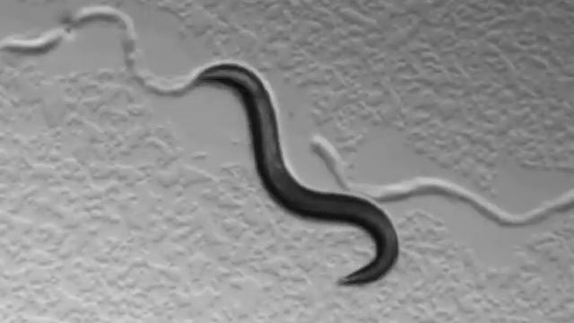 Xu nat Comm C elegans harsh.wmv смотреть онлайн