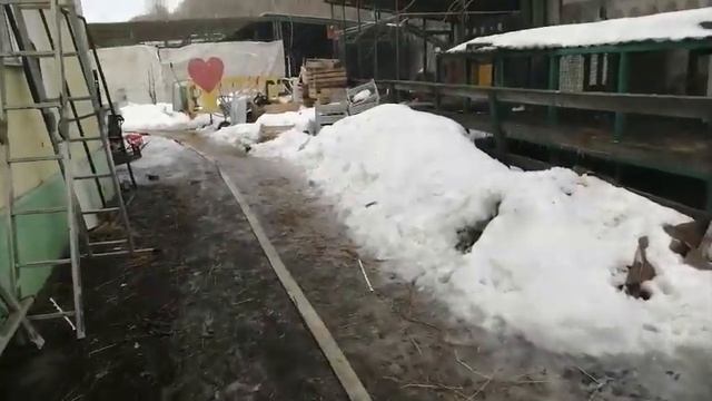 Подготовка к выпуску львов друг к другу смотреть онлайн