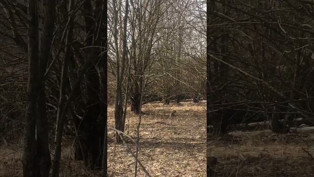 В мире животных в д.Ламишино смотреть онлайн