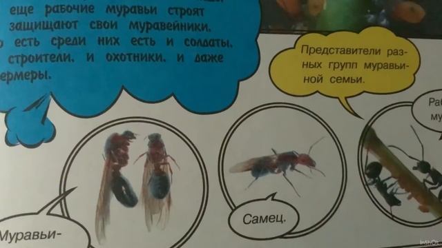 Кто такие муравьи/виды муравьёв смотреть онлайн