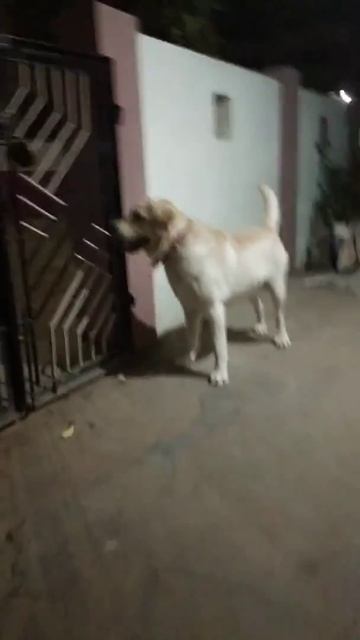 Adult male labrador is available for mating/sale in Trichy ! смотреть онлайн