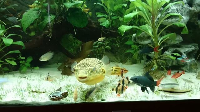 Pufferfish Giant (Tetraodon MBU) Vs Mussel