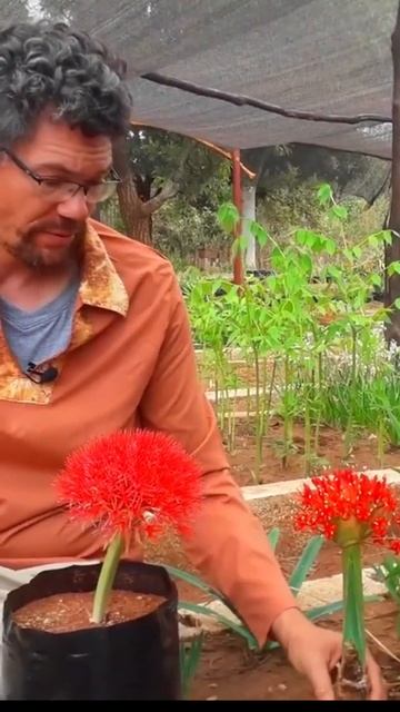 scadoxus vs boophone смотреть онлайн