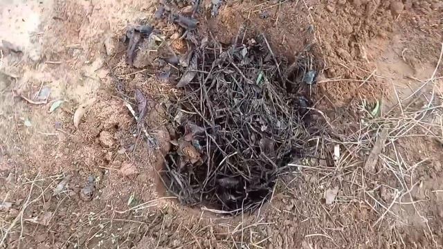 How to grow castor bean plants смотреть онлайн