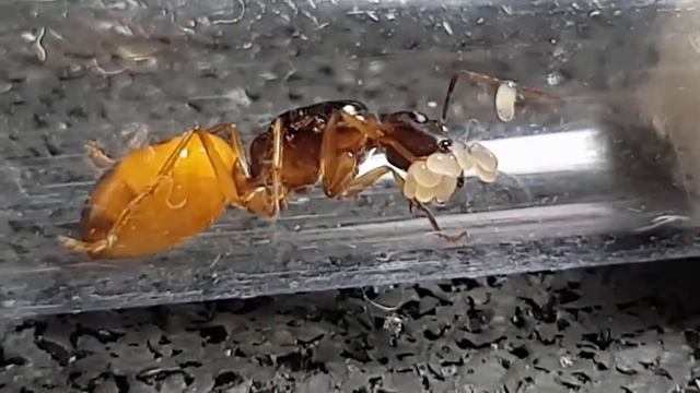 🐜 Camponotus turkestanus - Queen & Eggs смотреть онлайн