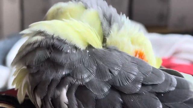 Корелла смотреть онлайн
