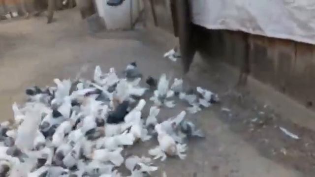 сирень тасман сизый смотреть онлайн