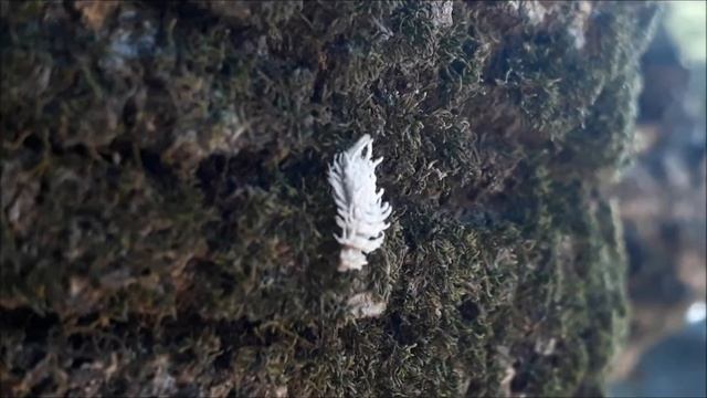 Joaninha - Larva feita de cera. смотреть онлайн