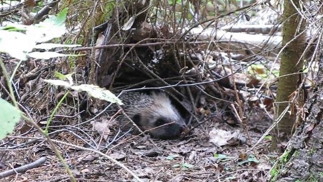 ЕЖИК смотреть онлайн