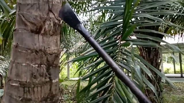 PANEN BUAH SAWIT BUAH FULL LEBAT.SATU POHON MATANG SEMUA. ALAT PANEN SAWIT смотреть онлайн