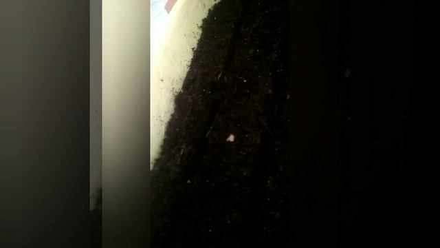 кермек как я сею😘🤔🤗🌺🌺 смотреть онлайн