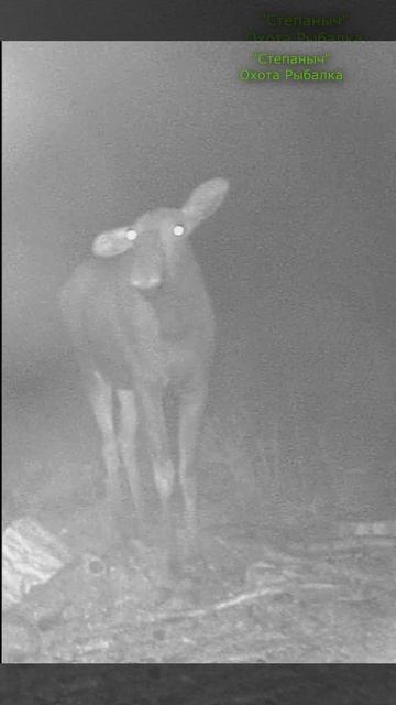 Лось и Фотоловушка!!! смотреть онлайн