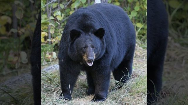 Black Bear Sound Effects 🐻 🔊 смотреть онлайн