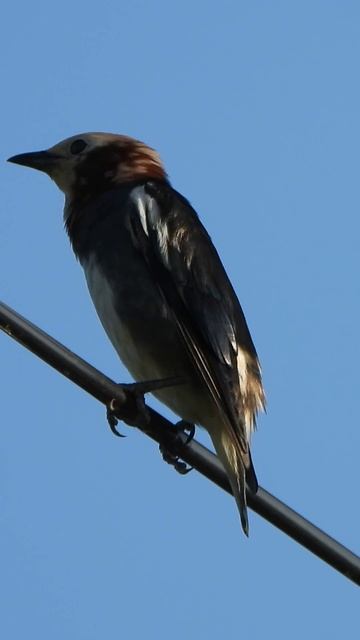 コムクドリ♂鳴き声Red streaked Starling ♂ Call(345)#野鳥#shorts смотреть онлайн