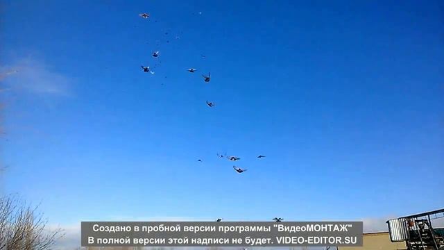 Николаевские голуби смотреть онлайн