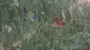 Pink Floyd - Grantchester Meadows