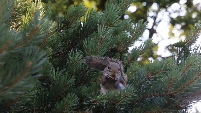 A Squirrel Munching On A Nut Above The Fir Tree смотреть онлайн