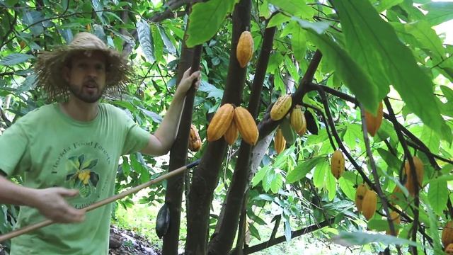 Harvesting Cocoa смотреть онлайн