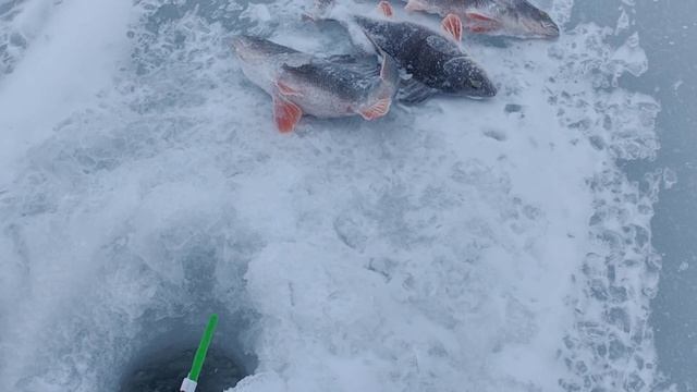 Вислая Дубрава 2025 смотреть онлайн