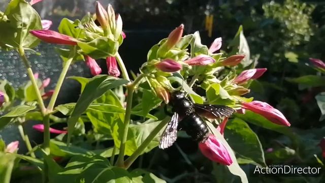 XYLOCOPA VIOLACEA смотреть онлайн