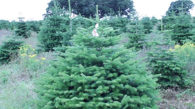 11 026 Пихта Нордмана срезанная 1.50 – 1.75 м смотреть онлайн