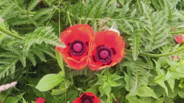 Цветы Крыма, зелёный океан полуострова смотреть онлайн