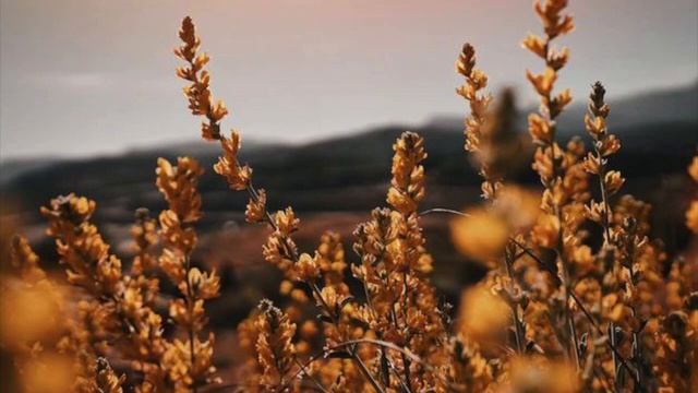 СПАСЕНИЕ ОТ СМЕРТНОЙ ПОРЧИ…Рассказ Дины ВЕДЬМИНА ИЗБА ИНГА ХОСРОЕВА смотреть онлайн